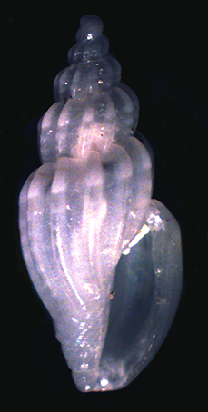 Identificazione di una Mangelia